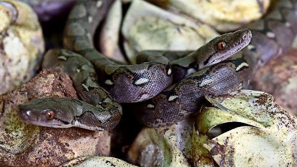 एक के बाद एक निकलने लगे कोबरा सांप