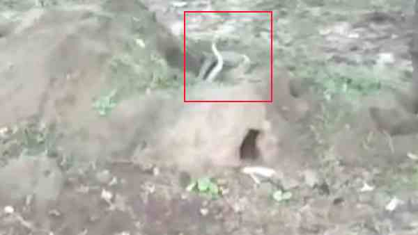 viral video of the two snakes furious fight