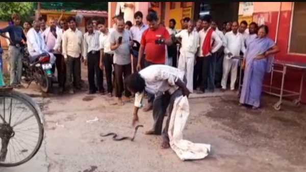 snake catcher bitten by poisonous snake