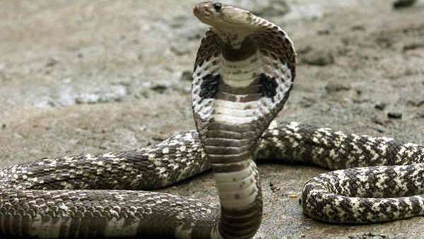 6 दिन के अंदर निकल चुके हैं 200 कोबरा