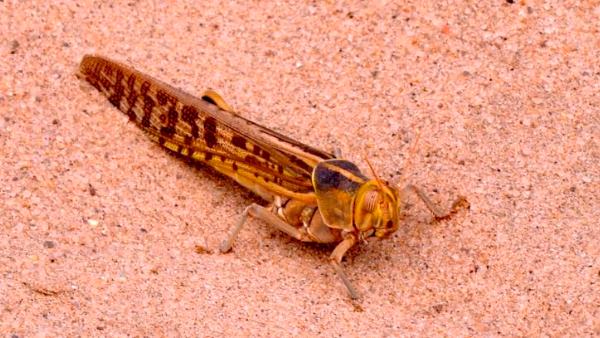 इन​ जिलों में बरबाद हुई थीं फसलें