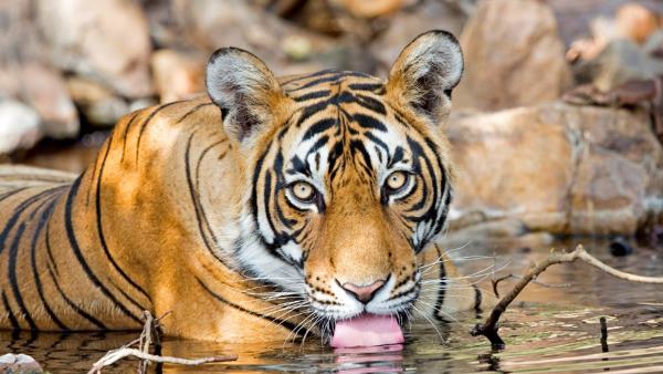 Madhya Pradesh again got the status of First Tiger State, know why?