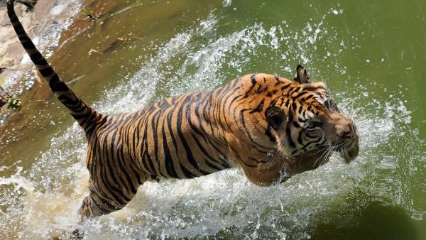 Madhya Pradesh again got the status of First Tiger State, know why?