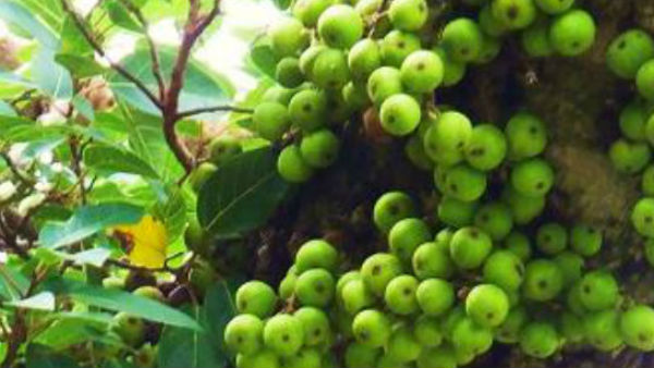 गूलर और शुक्र का संबंध गूलर और शुक्र का संबंध