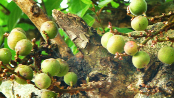 ये हैं गूलर के लाभ ये हैं गूलर के लाभ