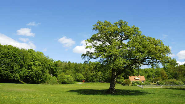 आइए एक हरे-भरे देश का निर्माण करें आइए एक हरे-भरे देश का निर्माण करें