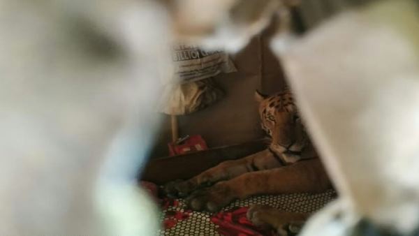 बाघ को शांत करने की योजना में जुटी टीम