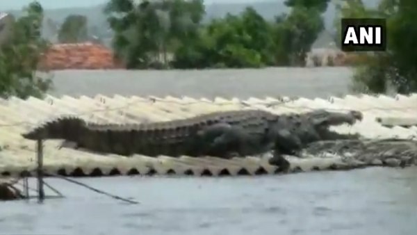 कर्नाटक में बाढ़ के कहर के बीच मगरमच्छ का वीडियो वायरल