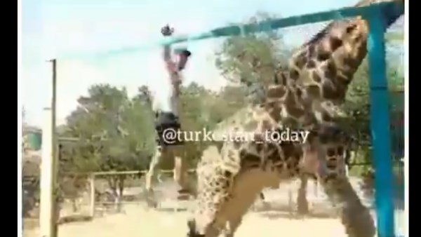 एक बार नहीं दो बार जिराफ पर चढ़ा शख्स