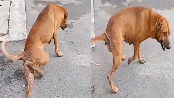 खाना मिलते ही लगाता है दौड़ 