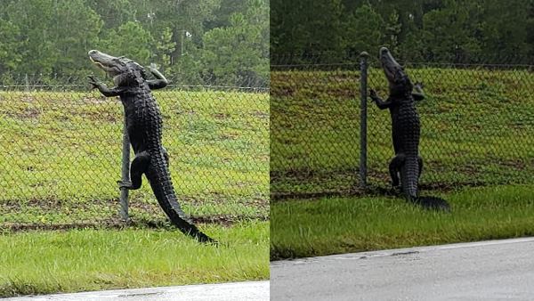 मगरमच्छ आसानी से पार कर गया लोहे की फेंसिंग