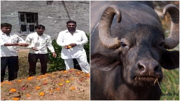 mrtyubhoj on buffalo death in dhansu village of hisar Haryana mrtyubhoj on buffalo death in dhansu village of hisar Haryana