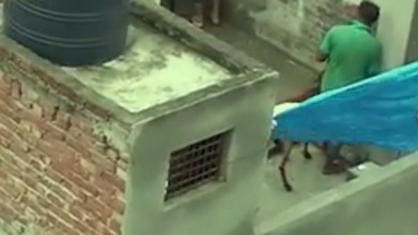 Goats fed beer before bakrid video goes viral