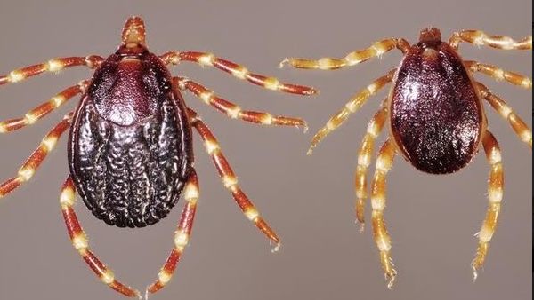 स्वास्थ्य-पशुपालन विभाग का पूरा ध्यान जमडी गांव पर