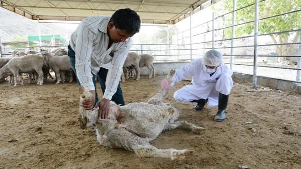 भारत में पहली बार गुजरात में ही पनपा 'कांगो' वायरस