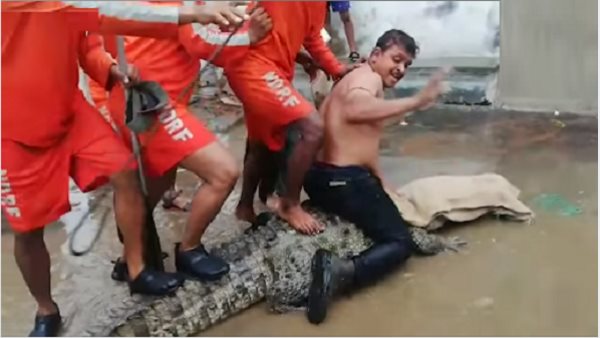 टीमें मगरमच्छों को पकड़ने में जुटी 