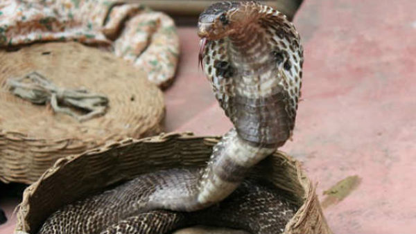 नागपंचमी की कथा नागपंचमी की कथा