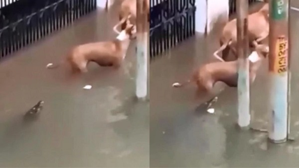 सड़कों पर रेंग रहे मगरमच्छ