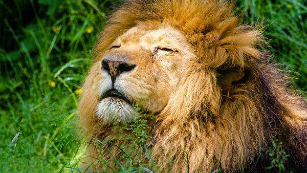 गुजरात एशियाई शेरों के लिए बड़ा प्रशय स्थल गुजरात एशियाई शेरों के लिए बड़ा प्रशय स्थल