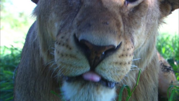 शेरों की मौत के पीछे की बड़ी वजह इंसानी दखल शेरों की मौत के पीछे की बड़ी वजह इंसानी दखल