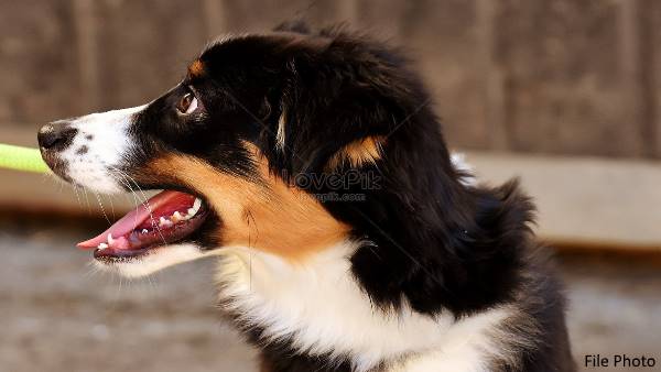 Pet dog dies just 15 minuts after Owner Death in Hutchinson Pet dog dies just 15 minuts after Owner Death in Hutchinson