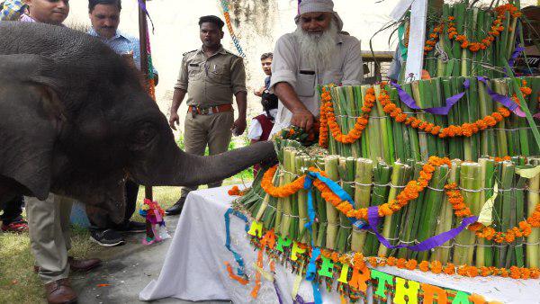 वन विभाग ने की देखभाली