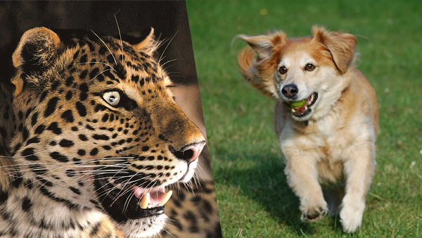 12 दिन की न्यायिक हिरासत में आरोपी 12 दिन की न्यायिक हिरासत में आरोपी