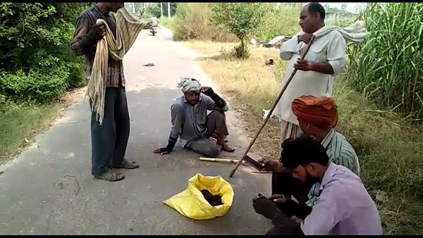 12 feet long python caught in hapur 