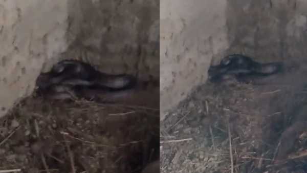 a dozen of poisonous snakes found inside the house a dozen of poisonous snakes found inside the house