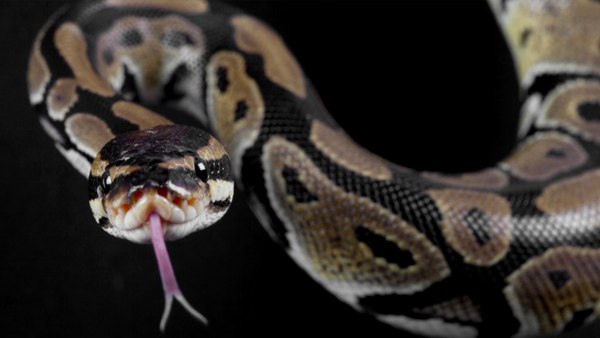 सांपों के लिए डिजाइन किया हुआ था घर