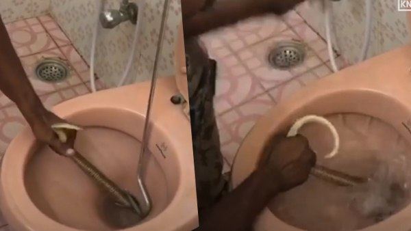 जब टॉयलेट में निकल आया कोबरा सांप