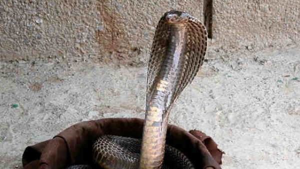 सांप पालने का काम करता था शख्स