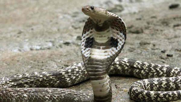 एक महीने पहले ही सांप को पाला था