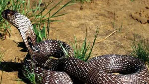 सांप के काटने पर शख्स हुआ बेहोश और फिर...