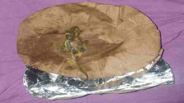 खाने में निकली छिपकली