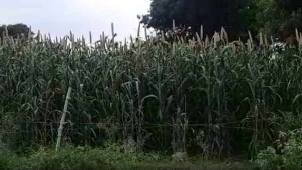 हत्या के बाद खेत में फेंका शव