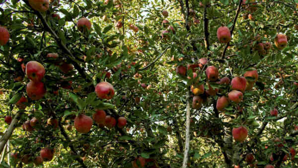 कई और जगहों से भी सामने आया मामला