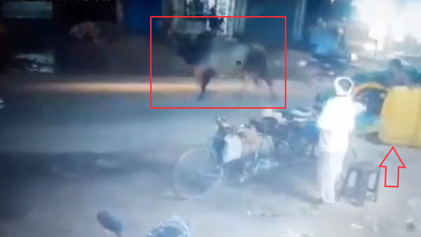 Auto overturned in bull fight on the road video