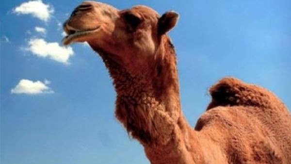 खुद को बचाने के लिए महिला को ये कदम उठाना पड़ा