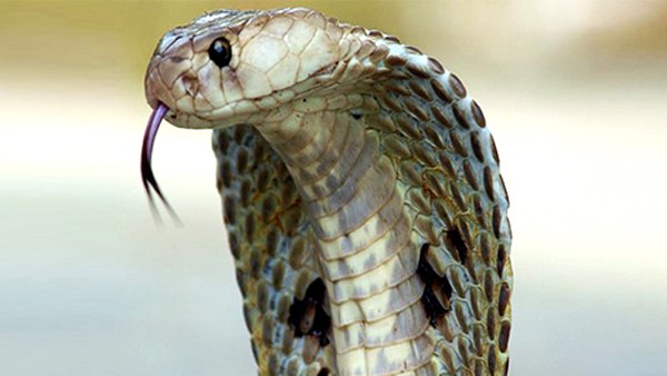 स्पैकटिकलड कोबरा को ही कहते हैं काला नाग