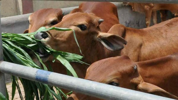 बीएसएफ ने पकड़ी कई गायें