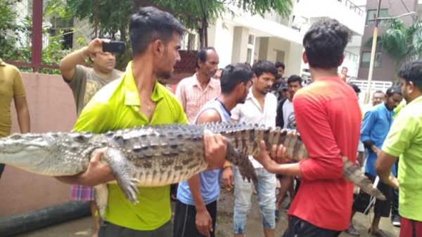 31 जुलाई को आई बाढ़ के बाद पनपे मगरमच्छ