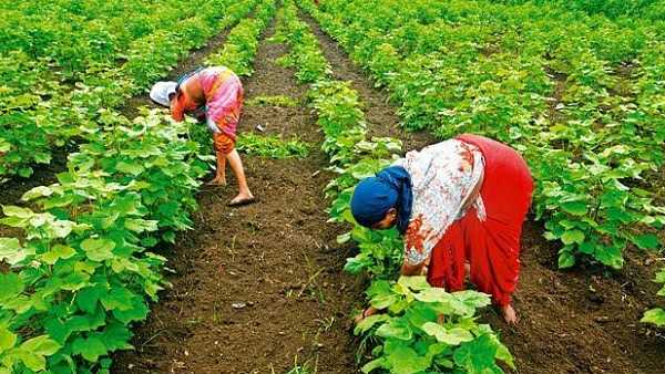 गुजरात में इस बार बुवाई के रिकॉर्ड टूटे