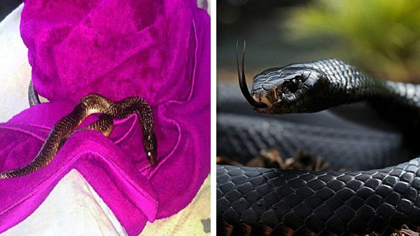 कंबल के ऊपर फन फैलाकर बैठा था कोबारा