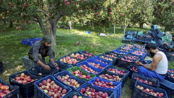 सेब उत्पादकों को बड़ा तोहफा