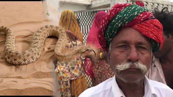 कई सपेरों से करवाई तलाश कई सपेरों से करवाई तलाश