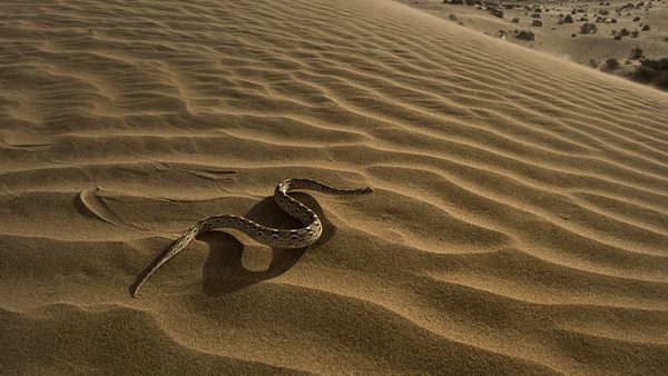 ऐसे जहर छोड़ता है पीवणा सांप ऐसे जहर छोड़ता है पीवणा सांप