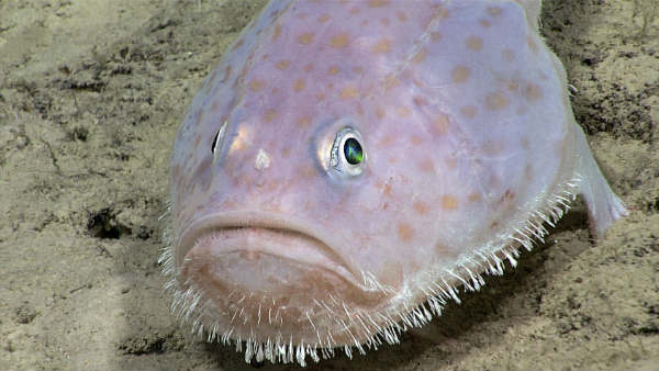 6. खतरे में समुद्री प्रजातियां 6. खतरे में समुद्री प्रजातियां