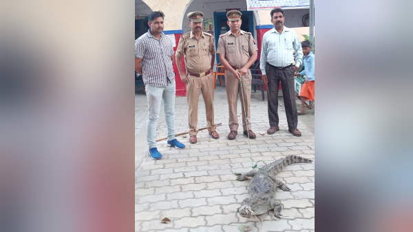 Police caught crocodile and brought to thana