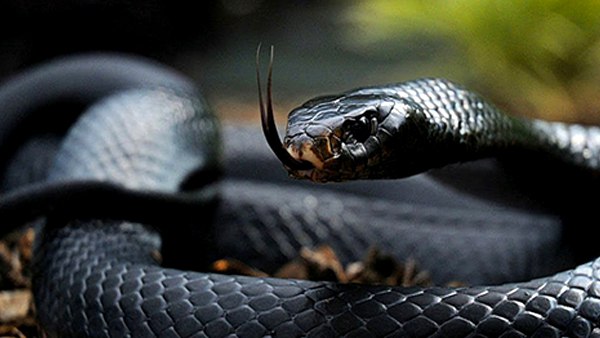 एक बाइट में कम से कम 0.5 एमएल जहर छोड़ता है